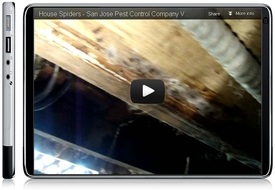 Video still image of House Spiders in California