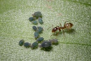 image of argentine ant