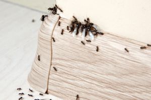 image of odorous house ants