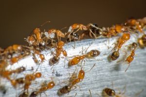 image of pharaoh ants