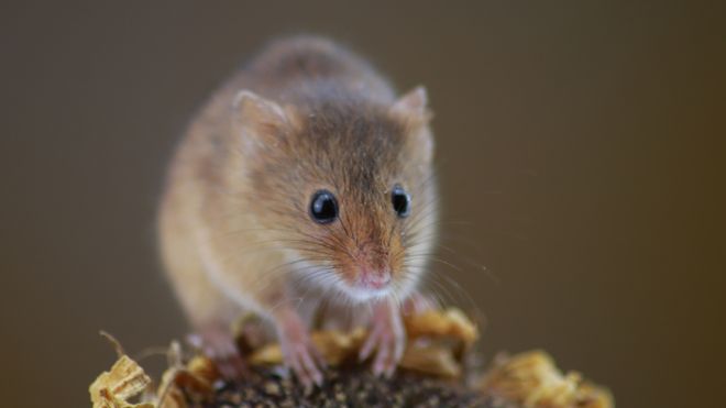Image of a house mouse