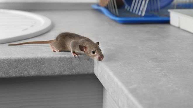 Image of a mouse on a kitchen counter