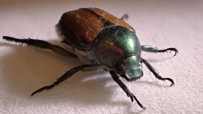 Image of a Japanese beetle