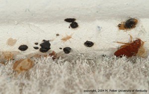 Image of bed bugs on bed bugs hotel baseboard