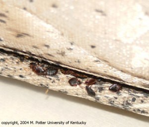 Image of bed bugs on hotel mattress seam