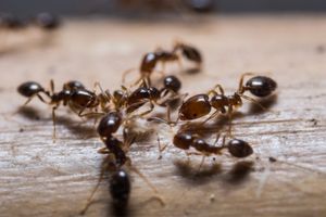 image of imported red fire ants