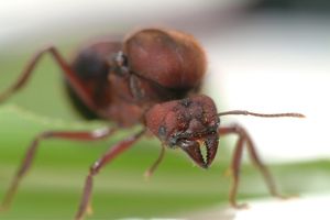 image of pavement ant