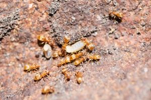 image of thief ants