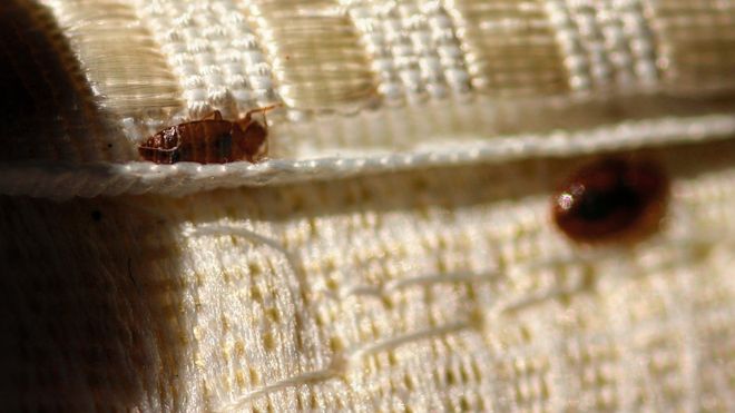 image of bed bugs on furniture