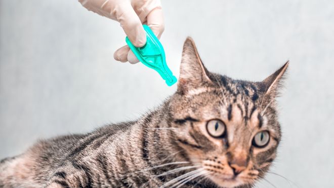image of cat being treated for fleas
