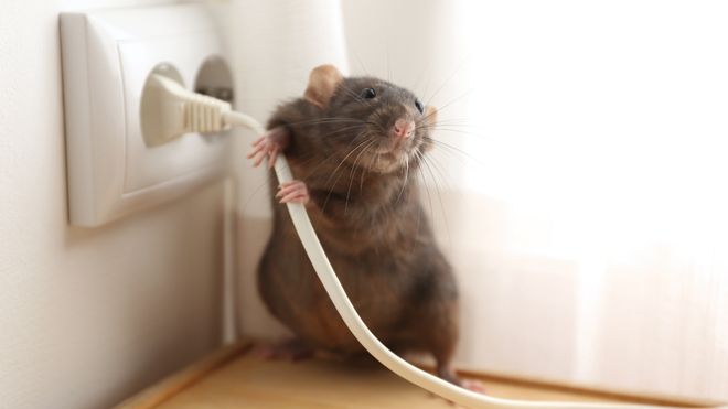 image of a rat