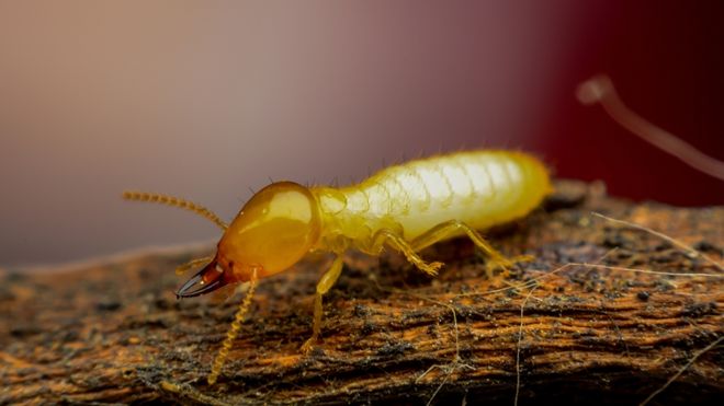 image of a termite