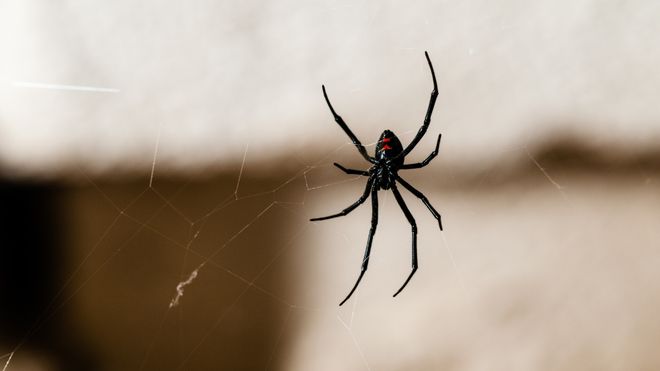 Image of a black widow spider in San Jose CA