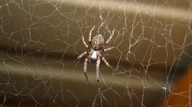 Image of a house spider in San Jose CA