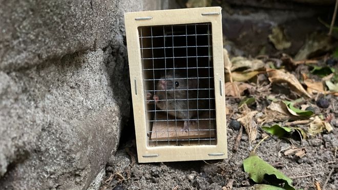 Image of a mouse in a trap