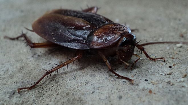 Image of a cockroach