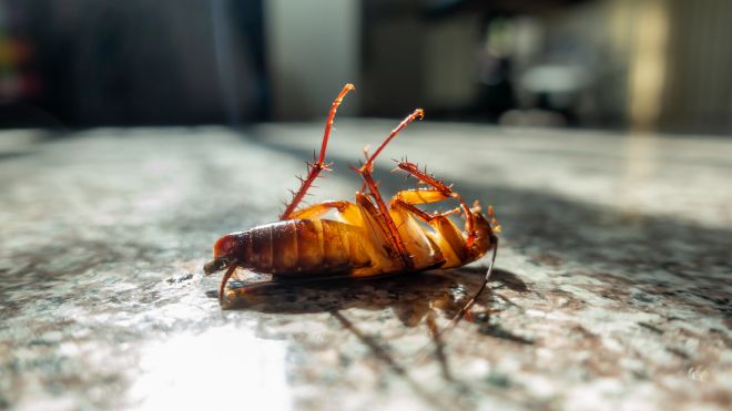Image of a dead cockroach on a kitchen counter